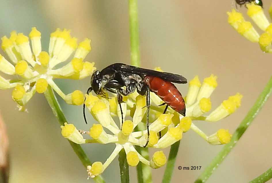 Pompilidae:  Aporus sp.